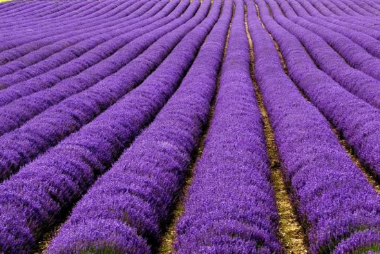 Lavender field, France