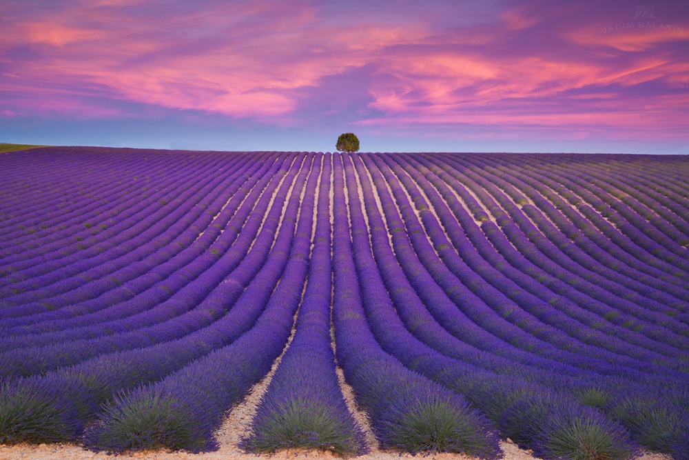 Lavender field, France