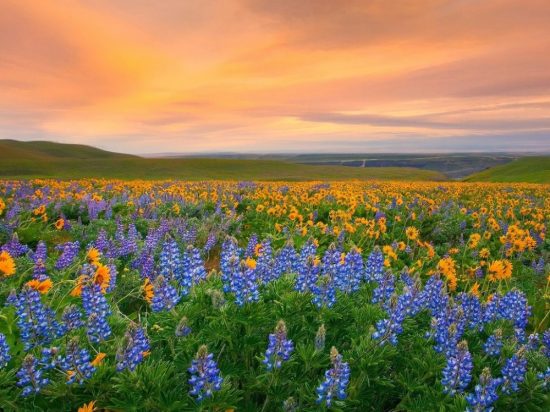 Valley of Flowers India