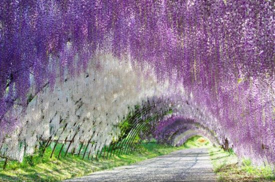 Gardens Kawachi Fuji, Japan