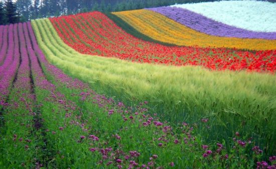 Hokkaido, Japan